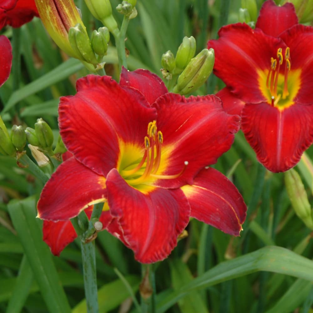 NetPS Plant Finder (www.netpsplantfinder.com)