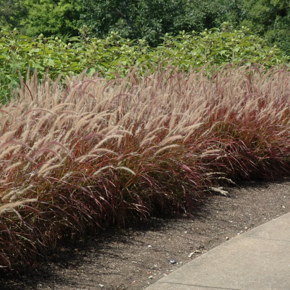 NetPS Plant Finder (www.netpsplantfinder.com)