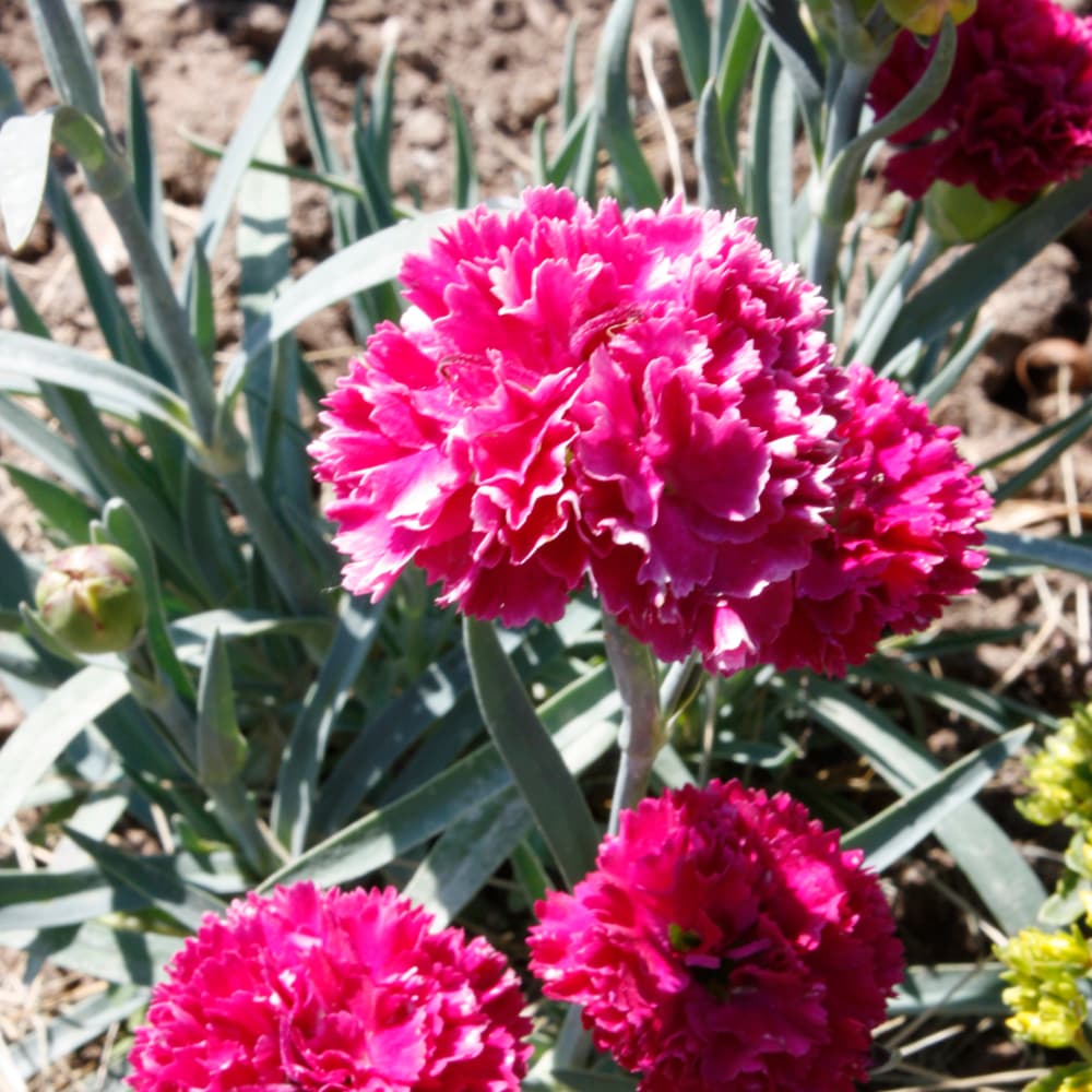 NetPS Plant Finder (www.netpsplantfinder.com)