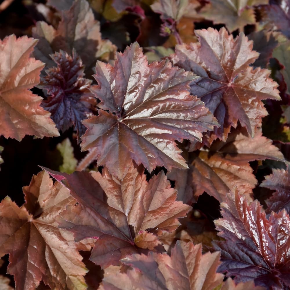 NetPS Plant Finder (www.netpsplantfinder.com)