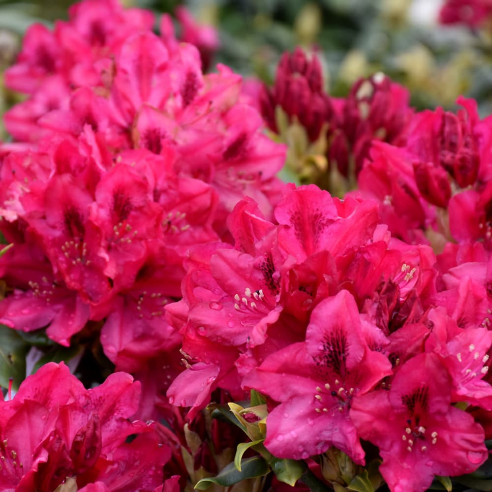 NetPS Plant Finder (www.netpsplantfinder.com)