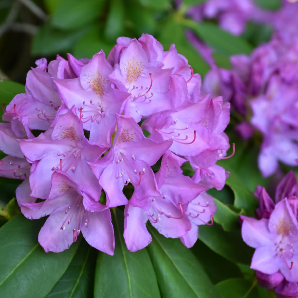 NetPS Plant Finder (www.netpsplantfinder.com)