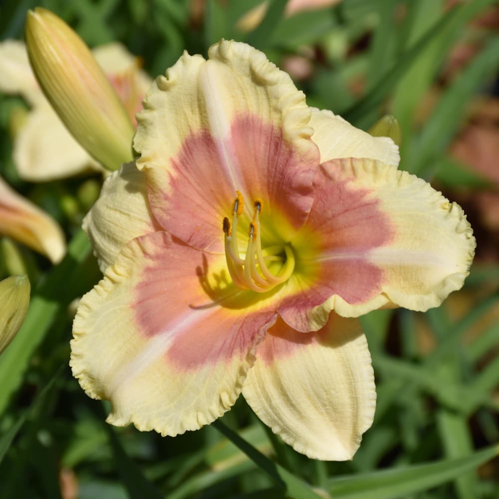 NetPS Plant Finder (www.netpsplantfinder.com)