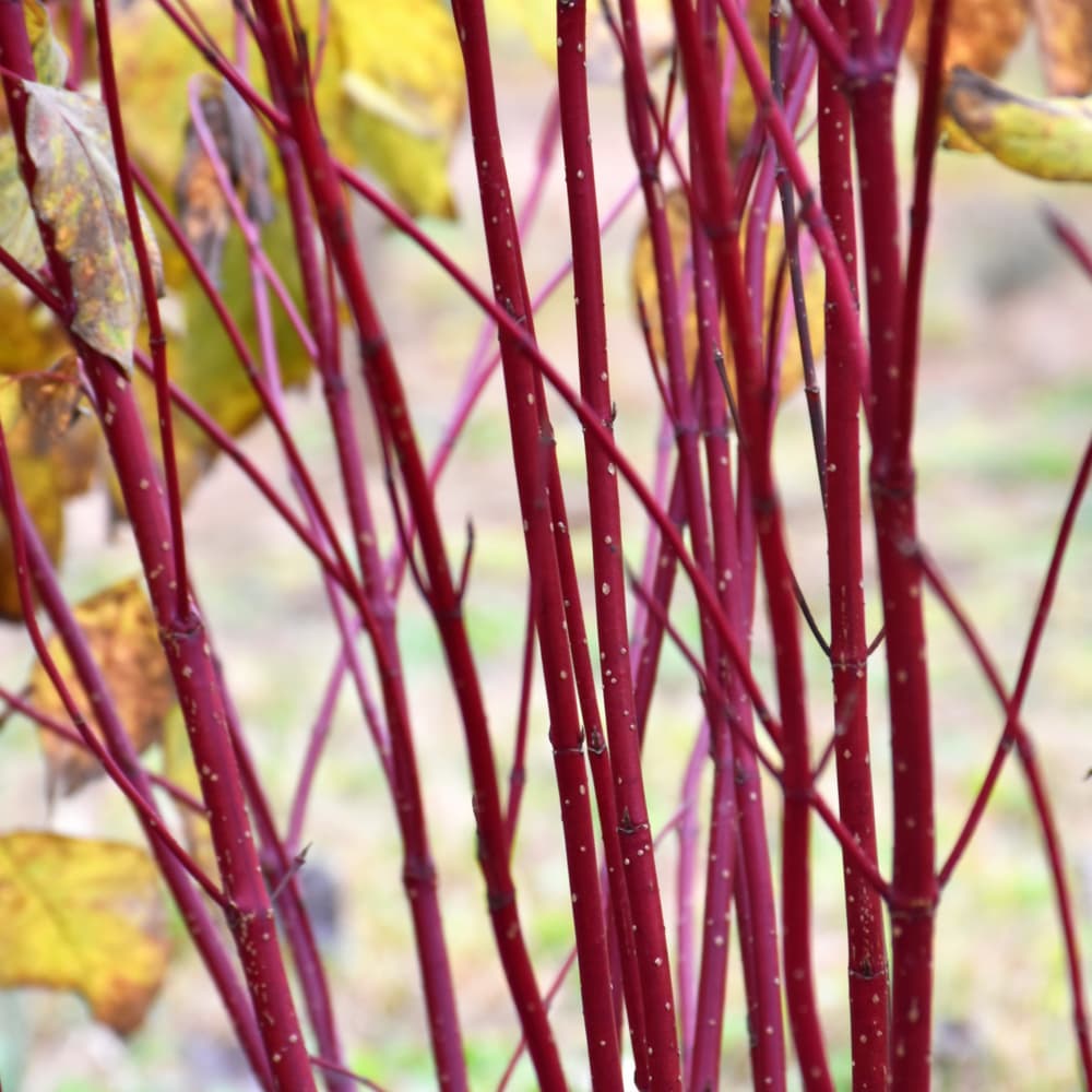 NetPS Plant Finder (www.netpsplantfinder.com)