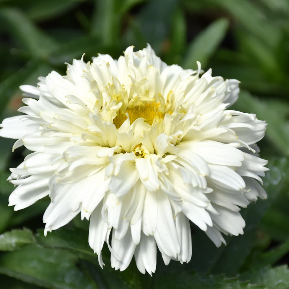 NetPS Plant Finder (www.netpsplantfinder.com)