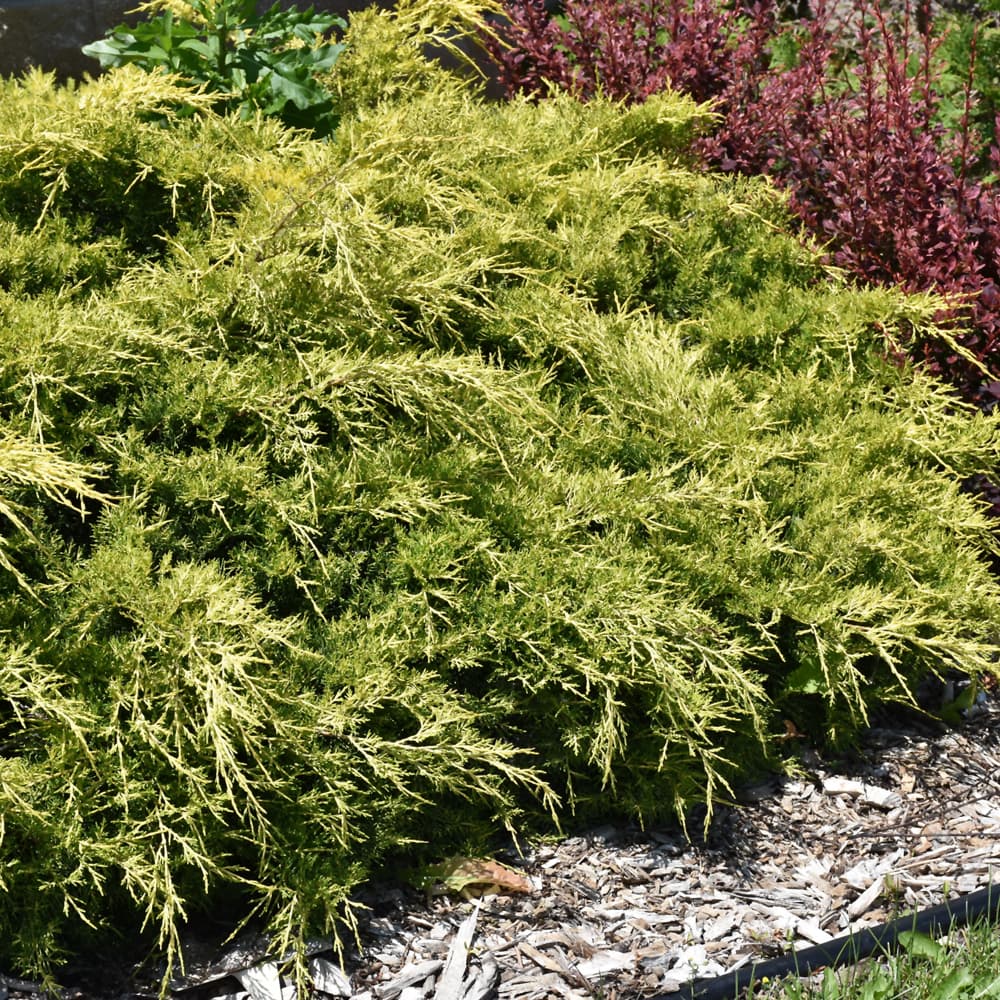 NetPS Plant Finder (www.netpsplantfinder.com)