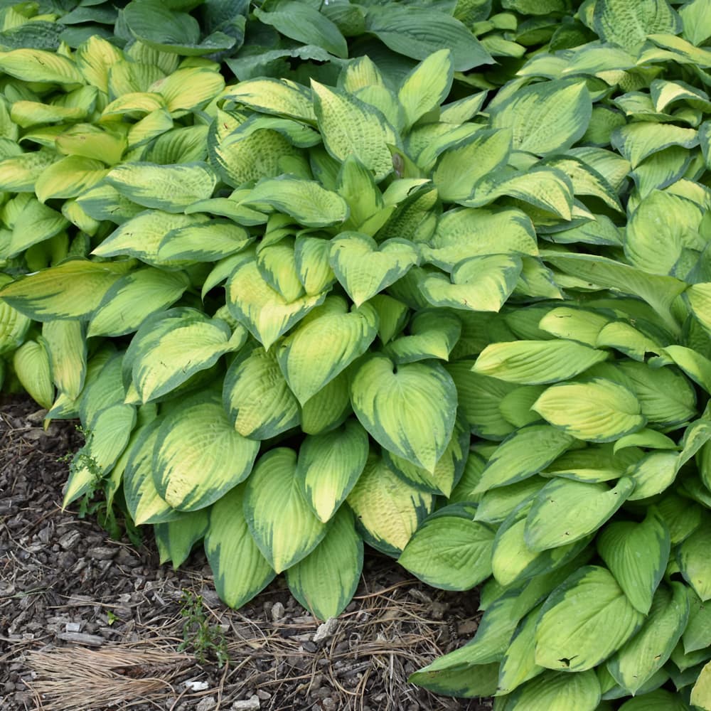 NetPS Plant Finder (www.netpsplantfinder.com)