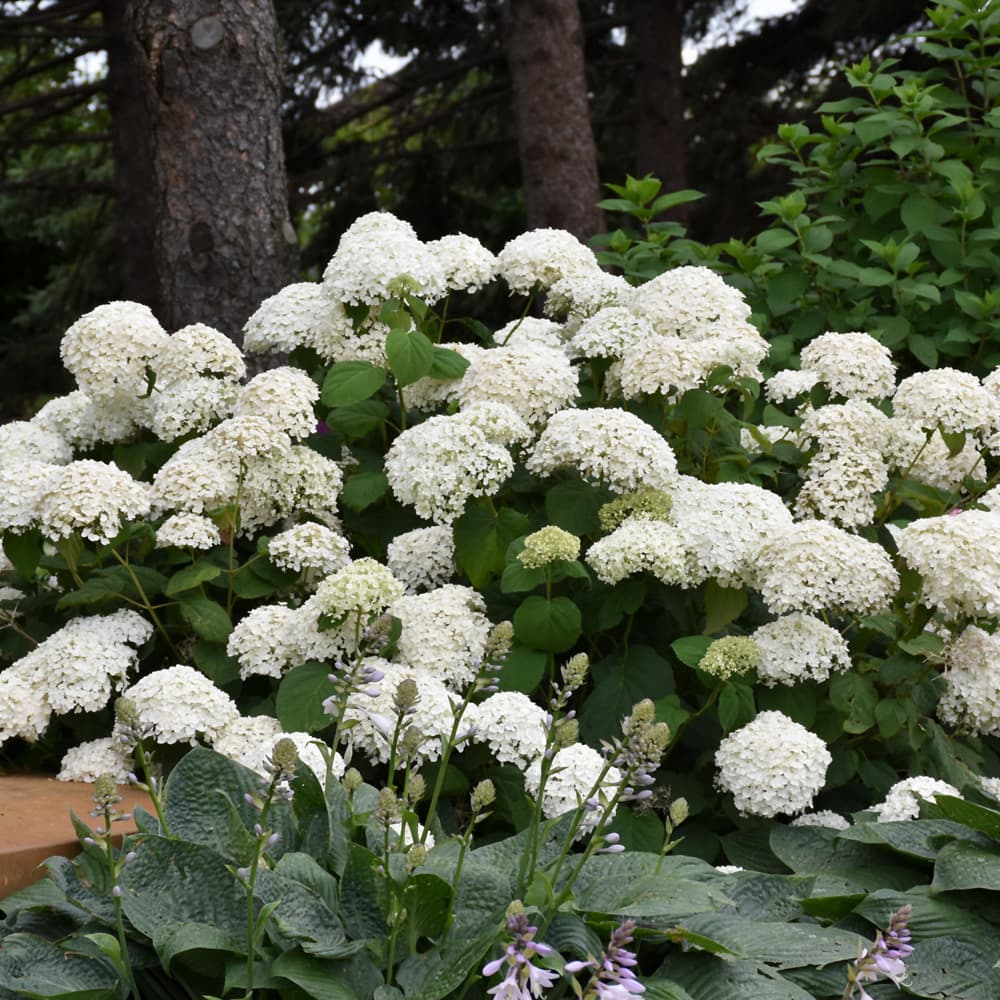 NetPS Plant Finder (www.netpsplantfinder.com)