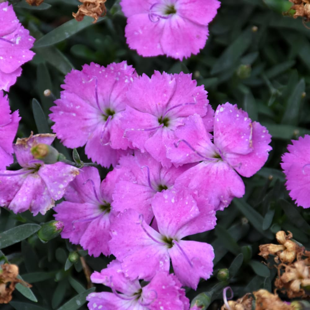 NetPS Plant Finder (www.netpsplantfinder.com)