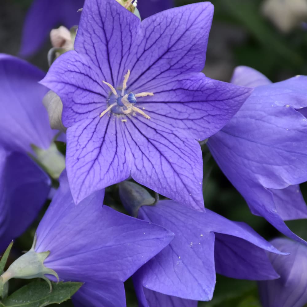 NetPS Plant Finder (www.netpsplantfinder.com)