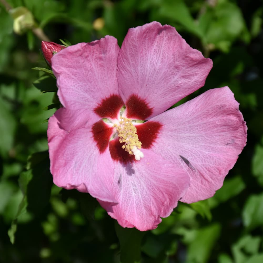NetPS Plant Finder (www.netpsplantfinder.com)