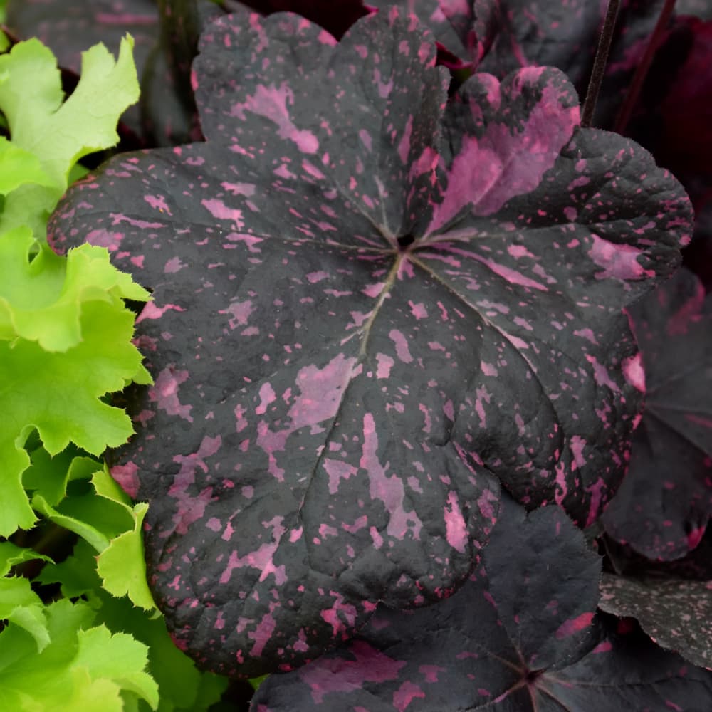 NetPS Plant Finder (www.netpsplantfinder.com)