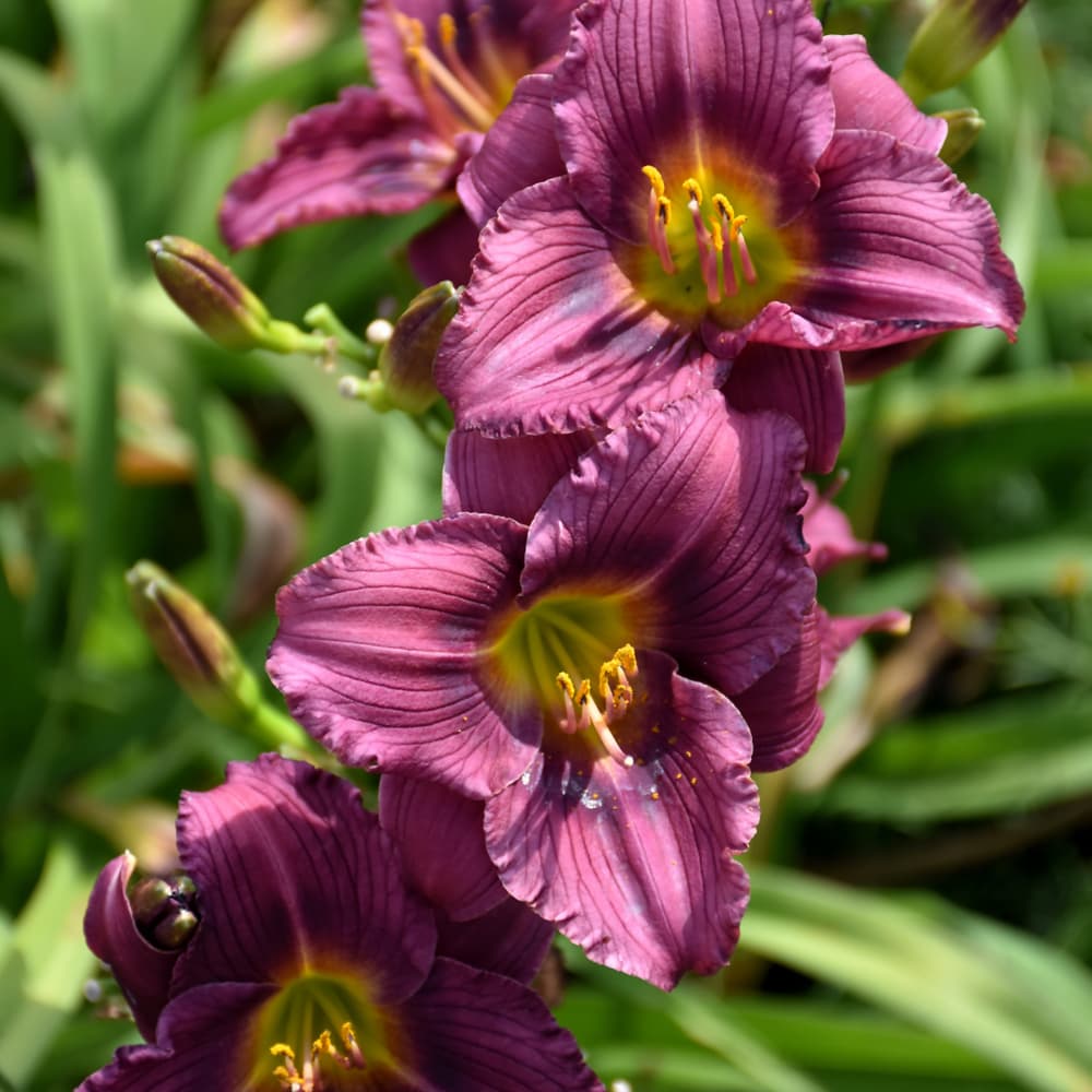 NetPS Plant Finder (www.netpsplantfinder.com)