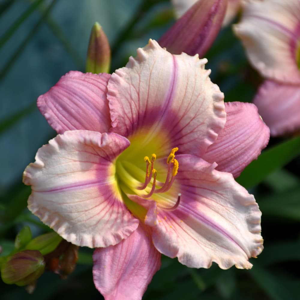 NetPS Plant Finder (www.netpsplantfinder.com)