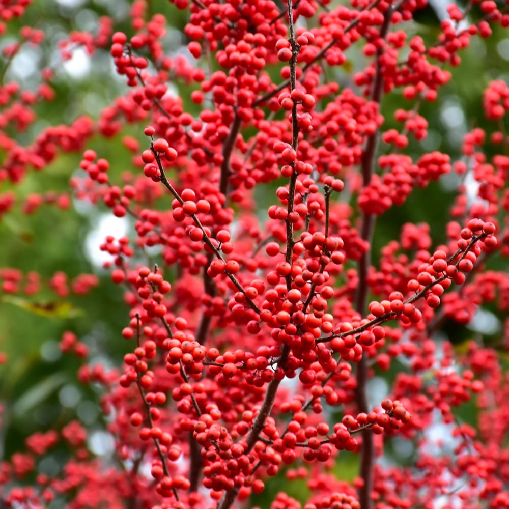 NetPS Plant Finder (www.netpsplantfinder.com)