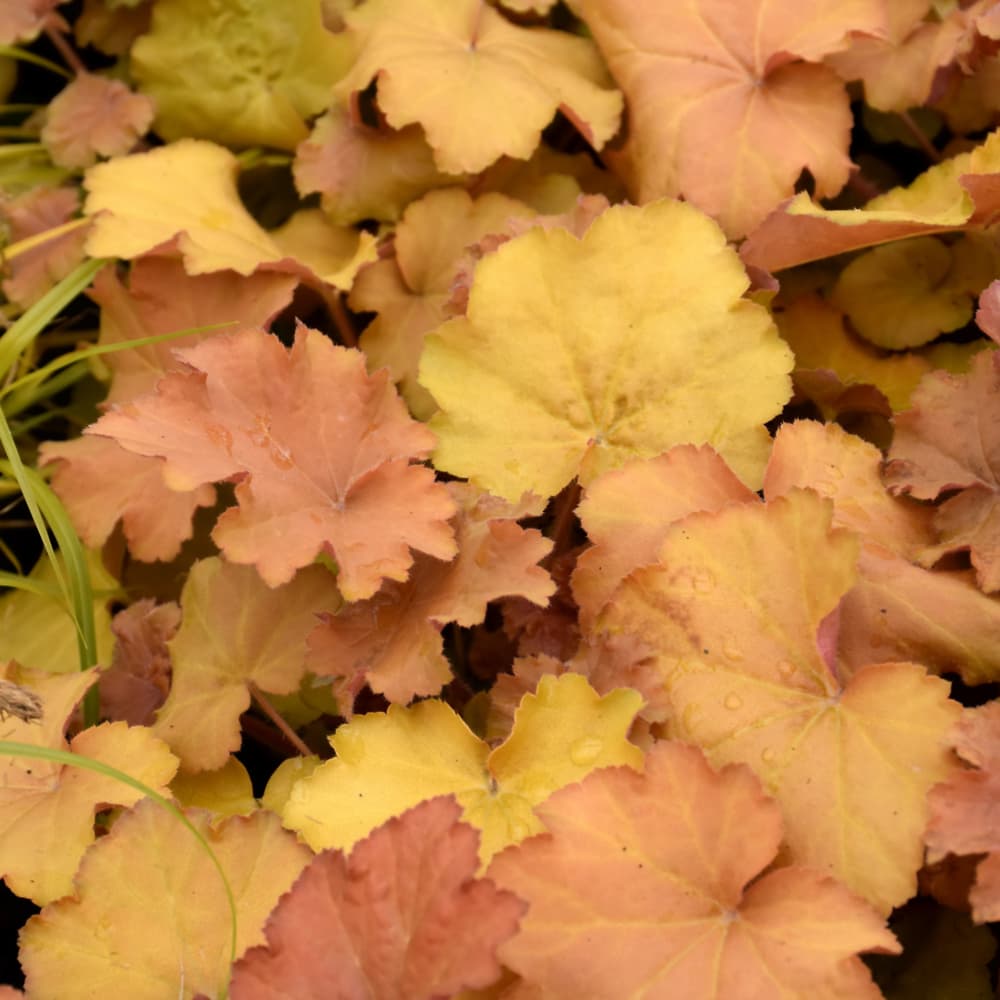 NetPS Plant Finder (www.netpsplantfinder.com)
