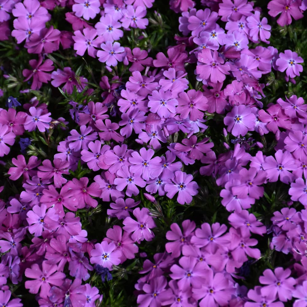 NetPS Plant Finder (www.netpsplantfinder.com)