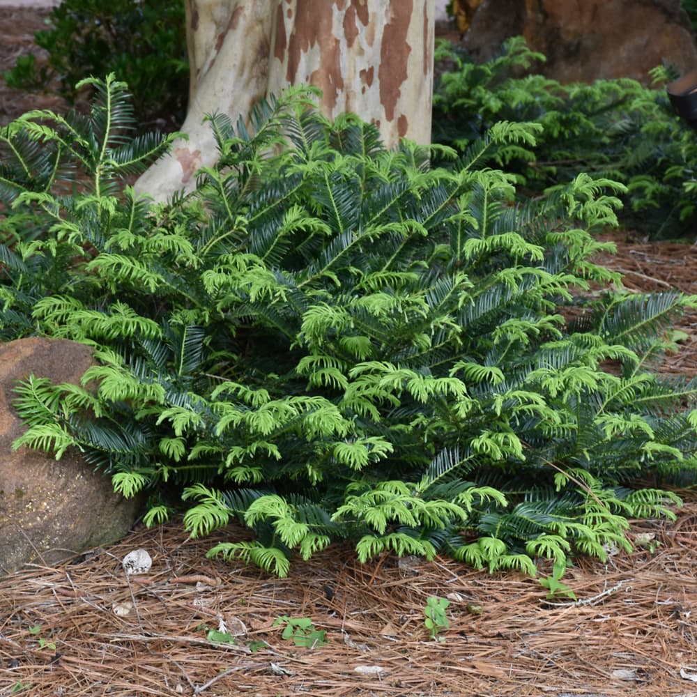 NetPS Plant Finder (www.netpsplantfinder.com)