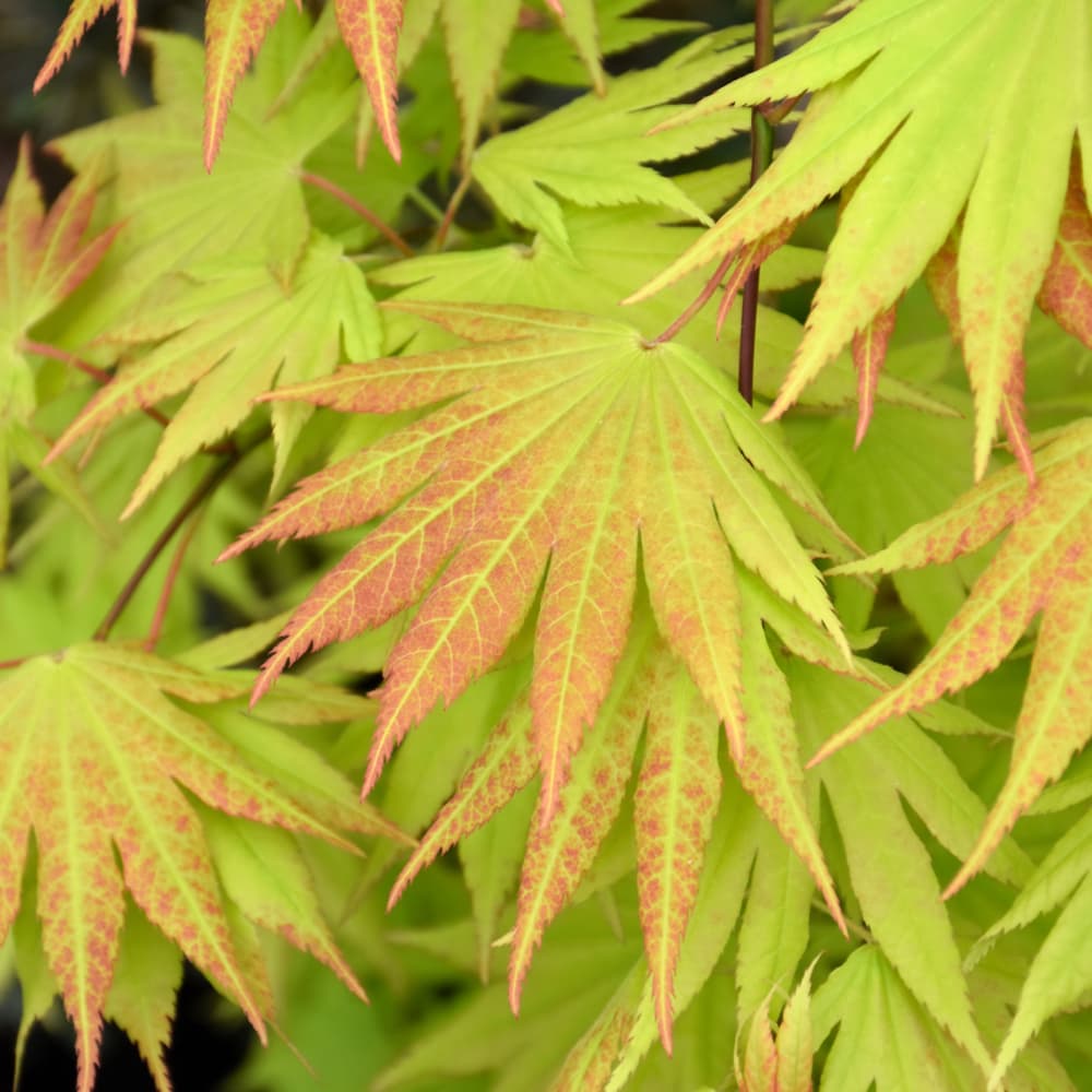 NetPS Plant Finder (www.netpsplantfinder.com)