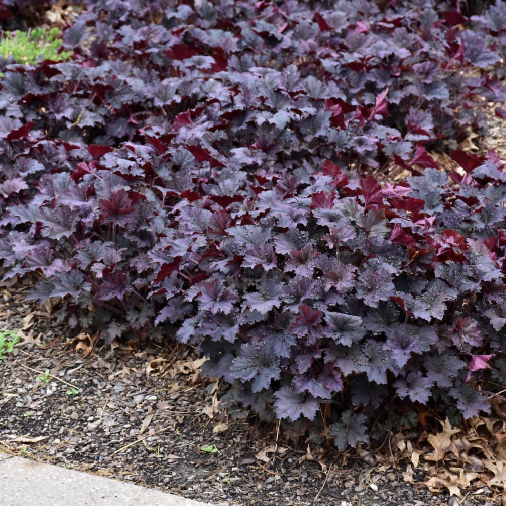 NetPS Plant Finder (www.netpsplantfinder.com)