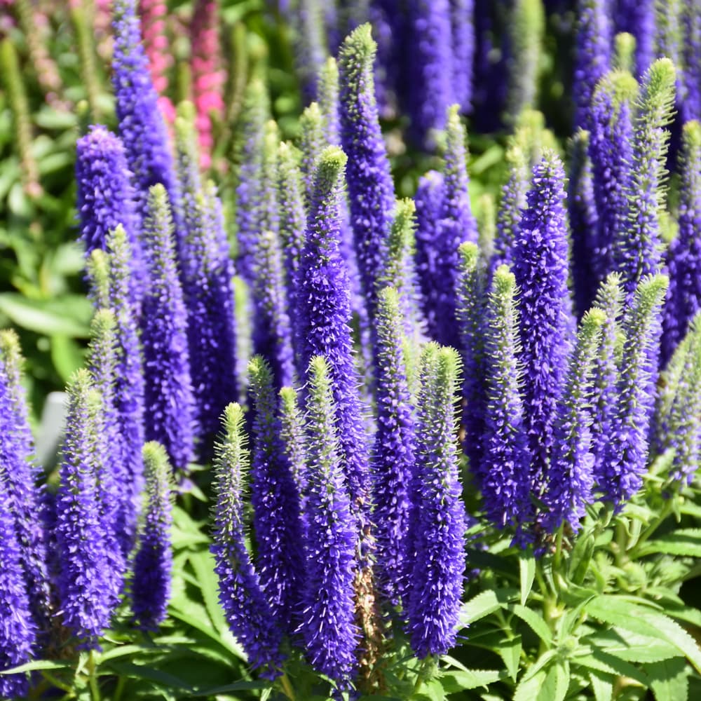 NetPS Plant Finder (www.netpsplantfinder.com)