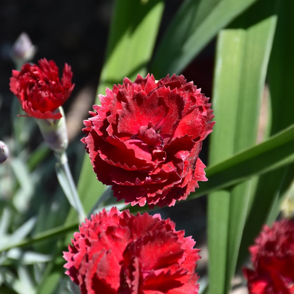 NetPS Plant Finder (www.netpsplantfinder.com)