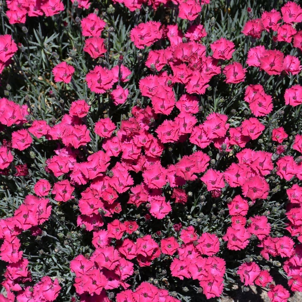 NetPS Plant Finder (www.netpsplantfinder.com)