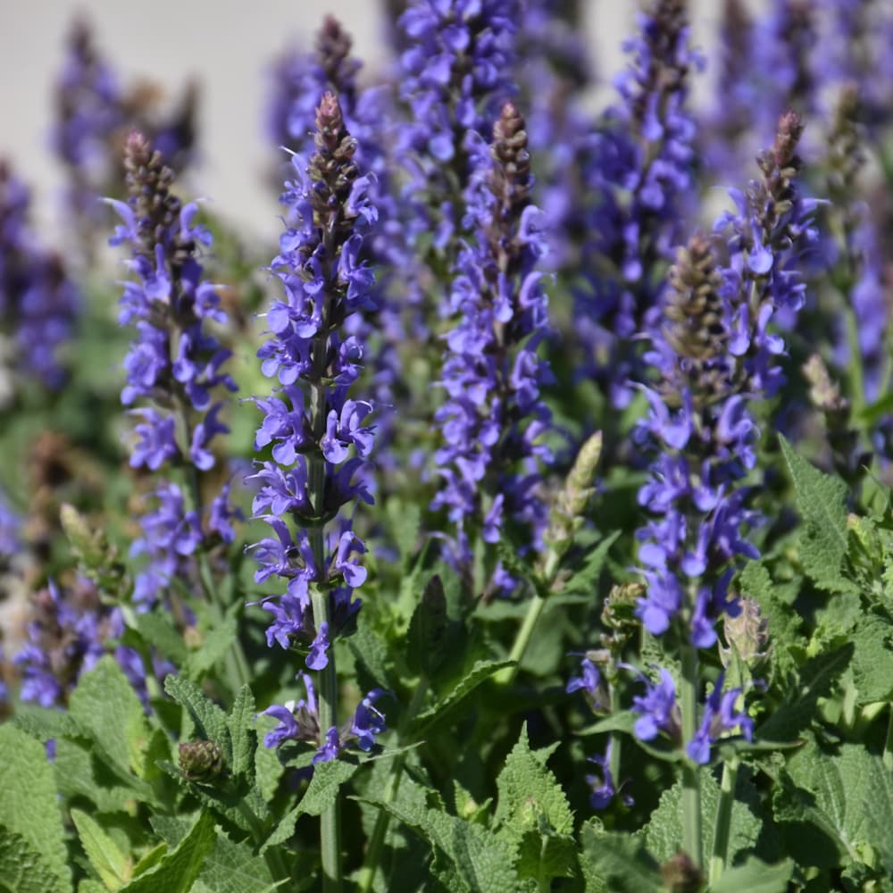 NetPS Plant Finder (www.netpsplantfinder.com)