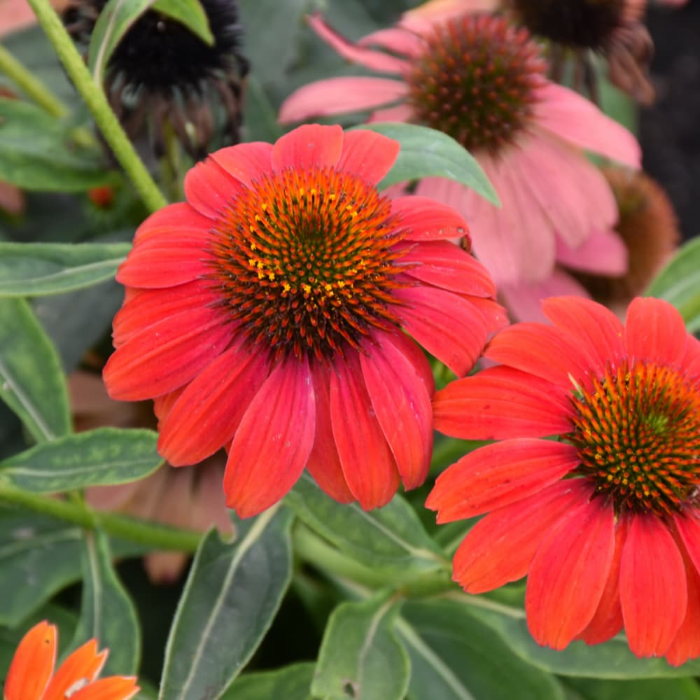 NetPS Plant Finder (www.netpsplantfinder.com)