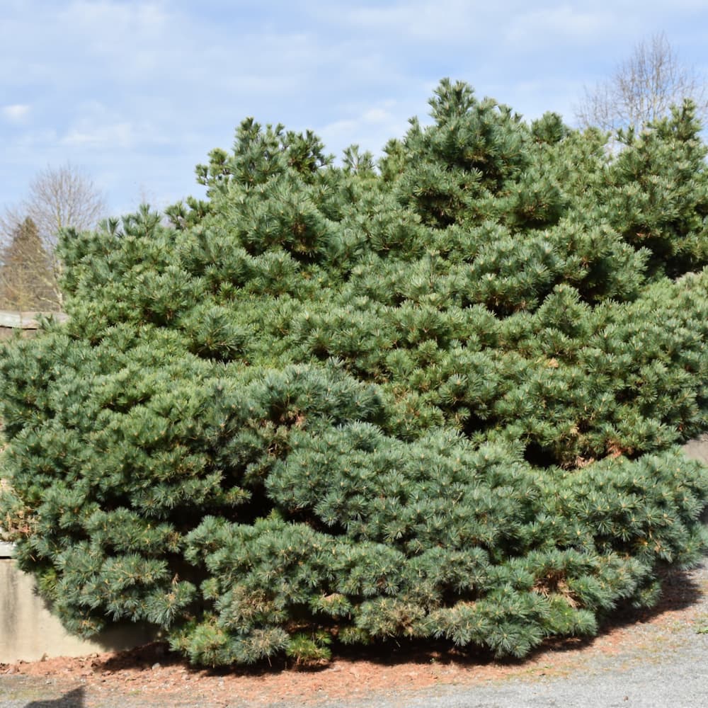 NetPS Plant Finder (www.netpsplantfinder.com)