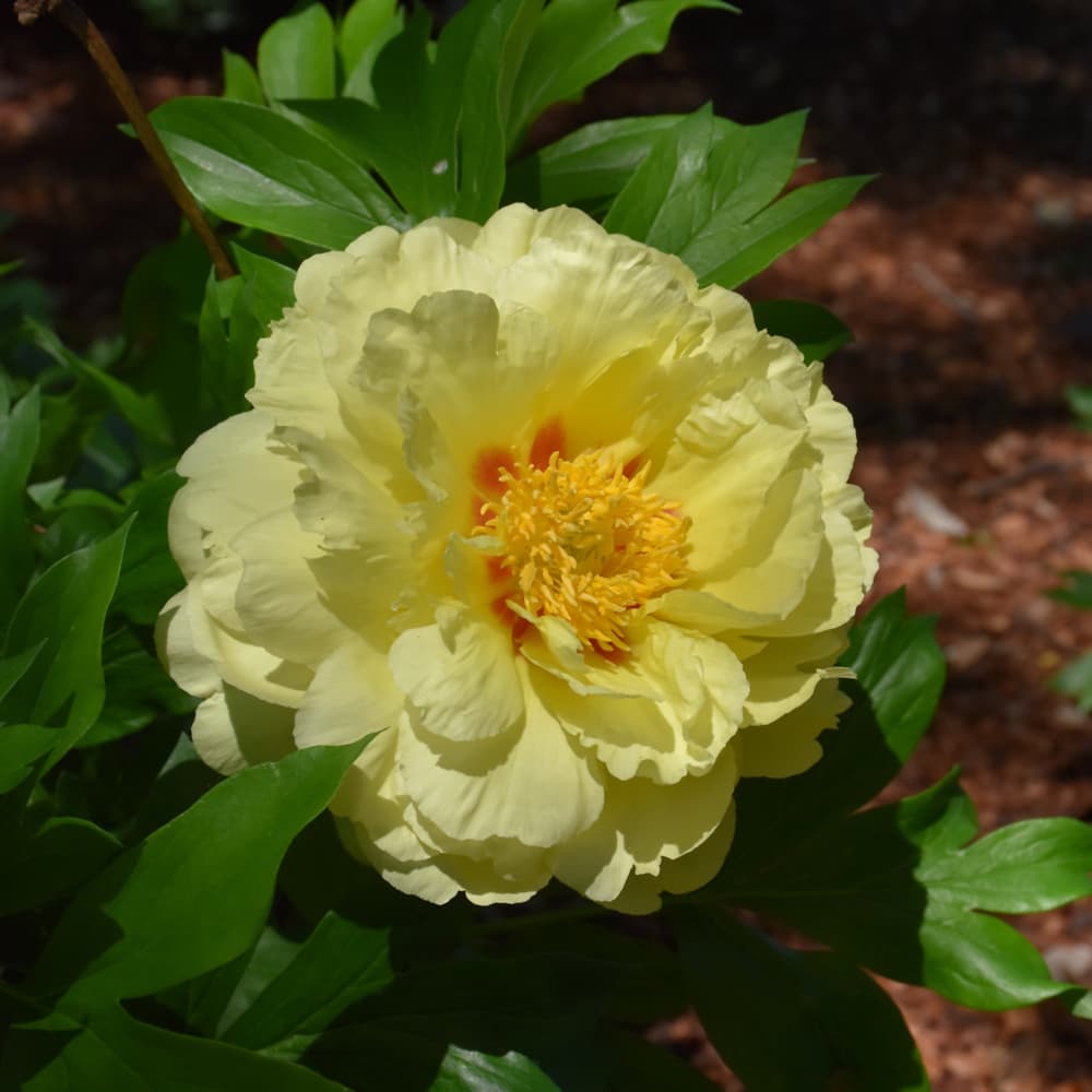 NetPS Plant Finder (www.netpsplantfinder.com)