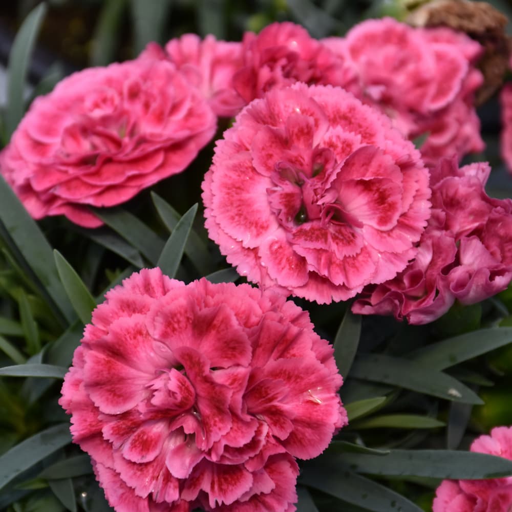 NetPS Plant Finder (www.netpsplantfinder.com)