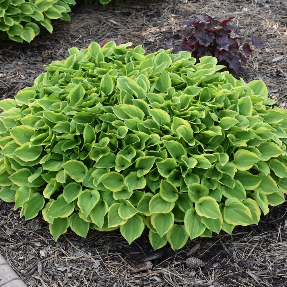 NetPS Plant Finder (www.netpsplantfinder.com)
