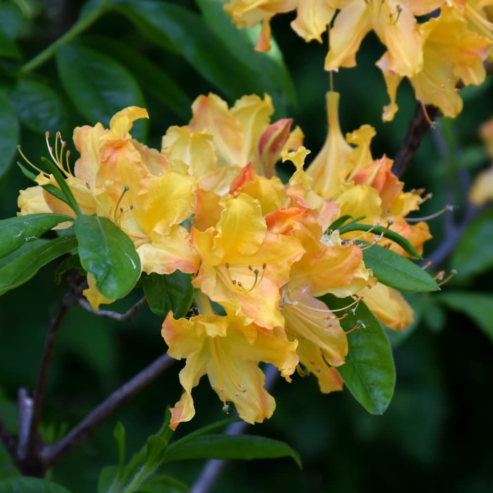 NetPS Plant Finder (www.netpsplantfinder.com)