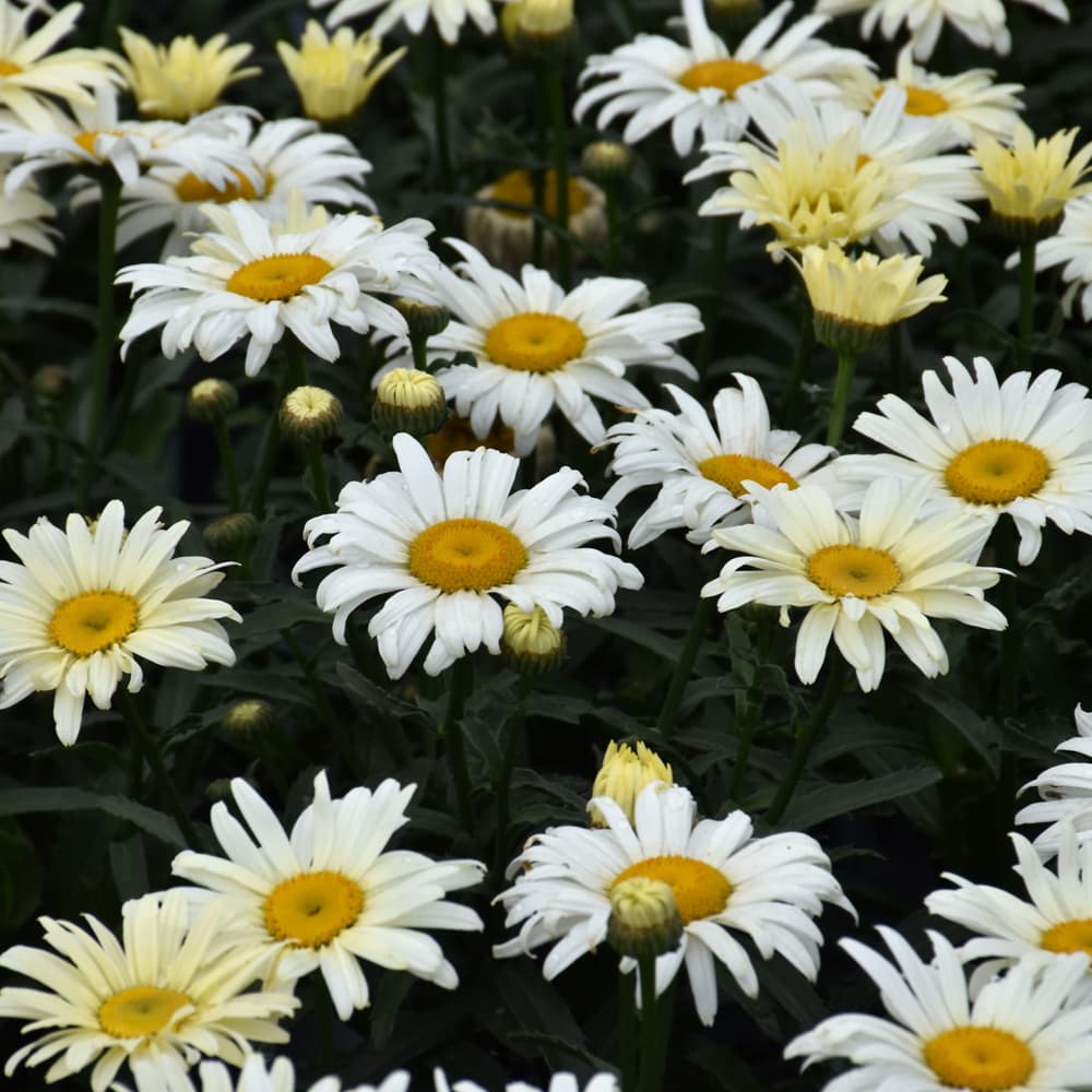 NetPS Plant Finder (www.netpsplantfinder.com)