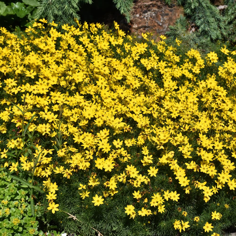 NetPS Plant Finder (www.netpsplantfinder.com)