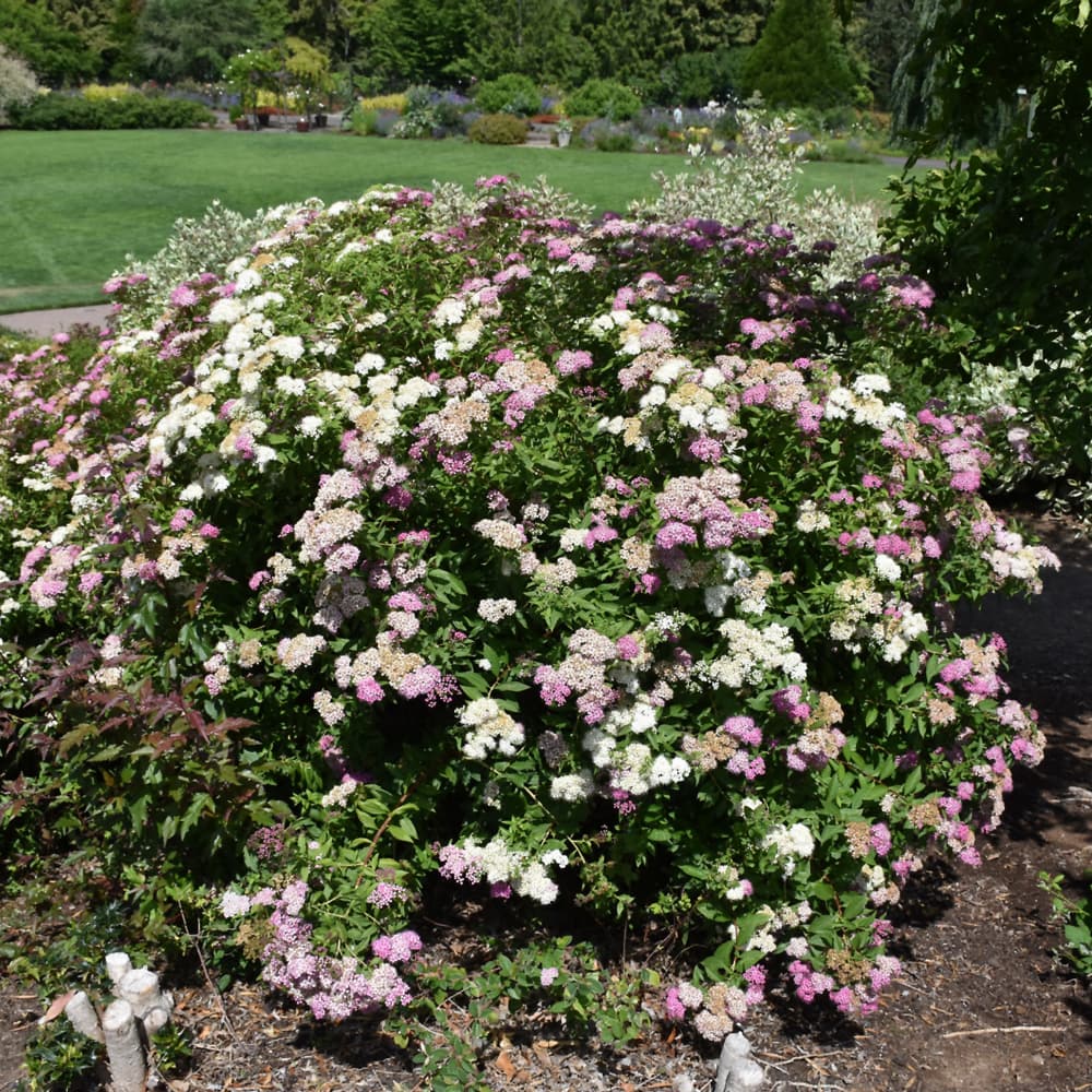 NetPS Plant Finder (www.netpsplantfinder.com)