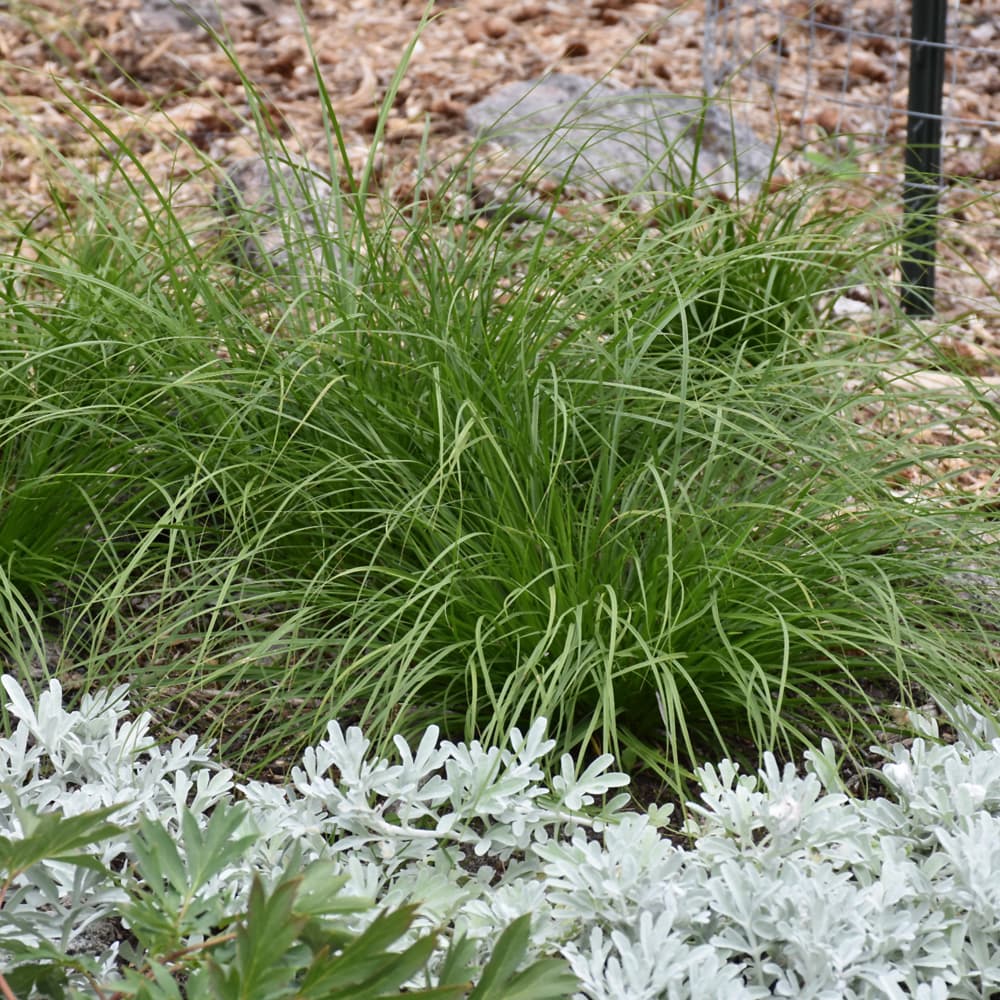 NetPS Plant Finder (www.netpsplantfinder.com)