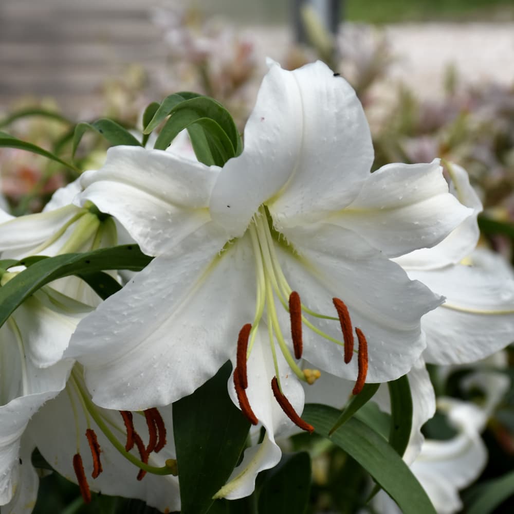NetPS Plant Finder (www.netpsplantfinder.com)