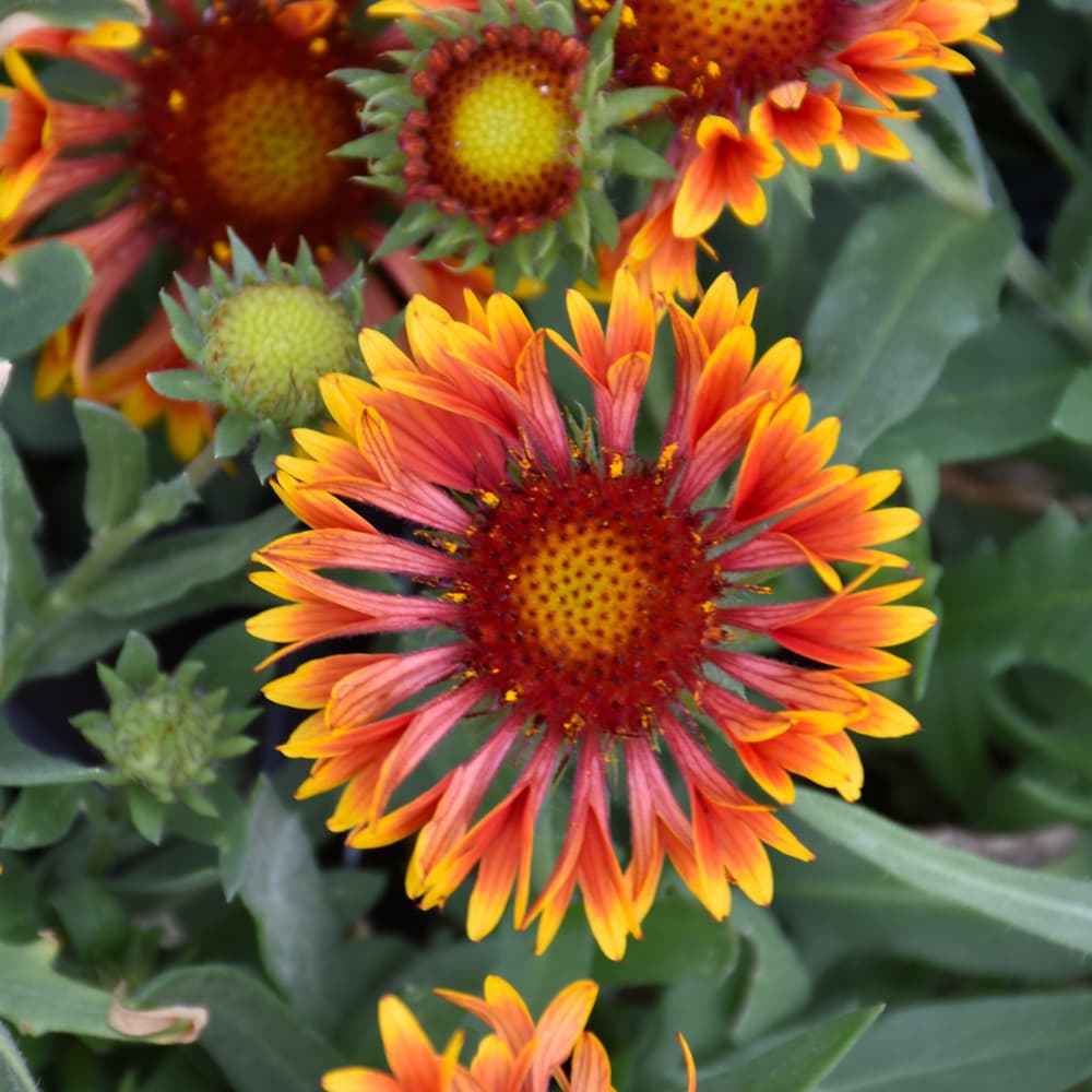 NetPS Plant Finder (www.netpsplantfinder.com)