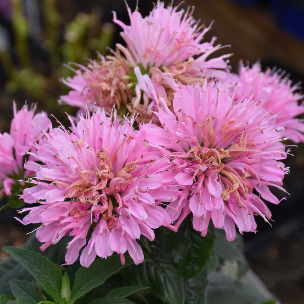 NetPS Plant Finder (www.netpsplantfinder.com)