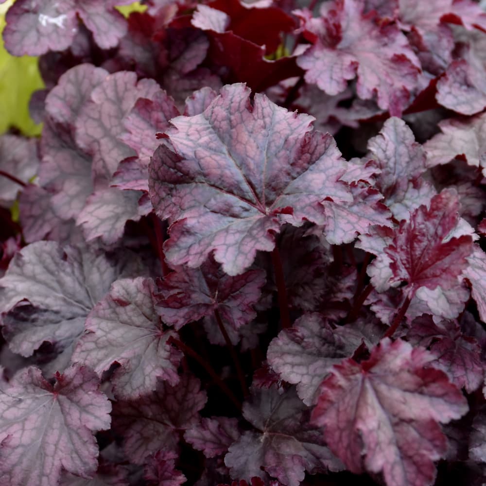NetPS Plant Finder (www.netpsplantfinder.com)