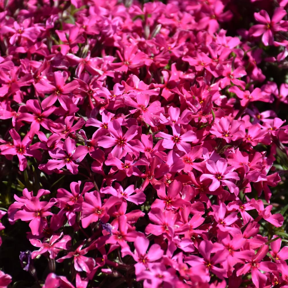 NetPS Plant Finder (www.netpsplantfinder.com)