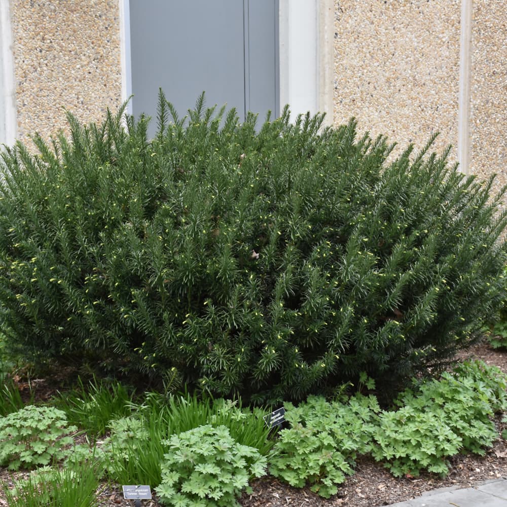 NetPS Plant Finder (www.netpsplantfinder.com)