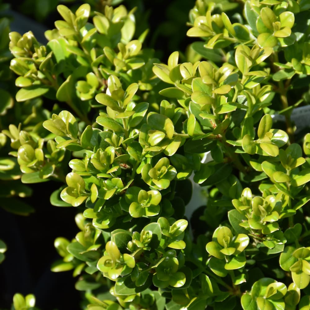 NetPS Plant Finder (www.netpsplantfinder.com)