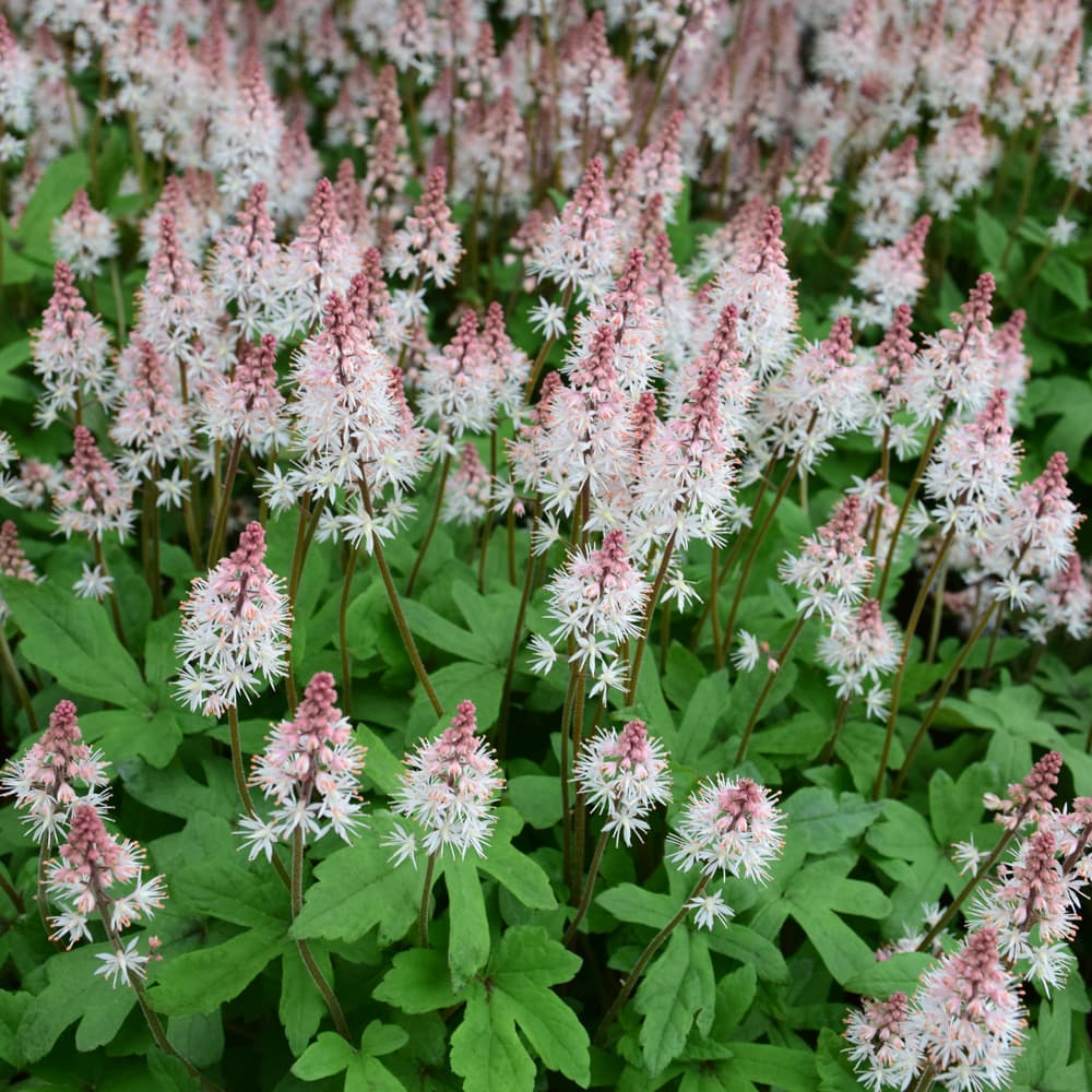 NetPS Plant Finder (www.netpsplantfinder.com)