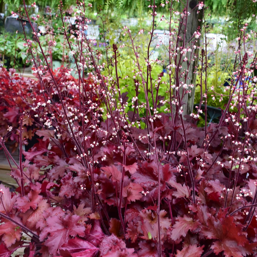 NetPS Plant Finder (www.netpsplantfinder.com)
