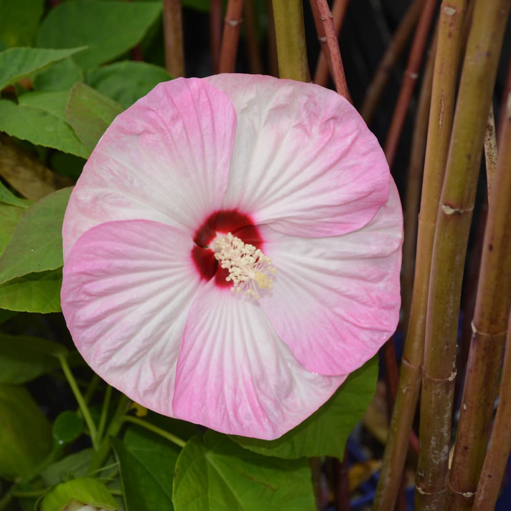 NetPS Plant Finder (www.netpsplantfinder.com)