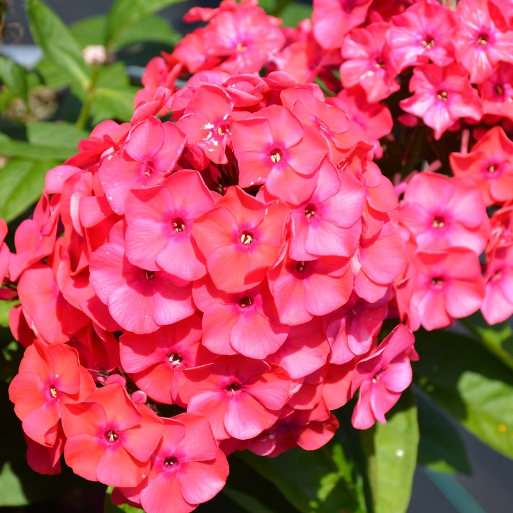 NetPS Plant Finder (www.netpsplantfinder.com)