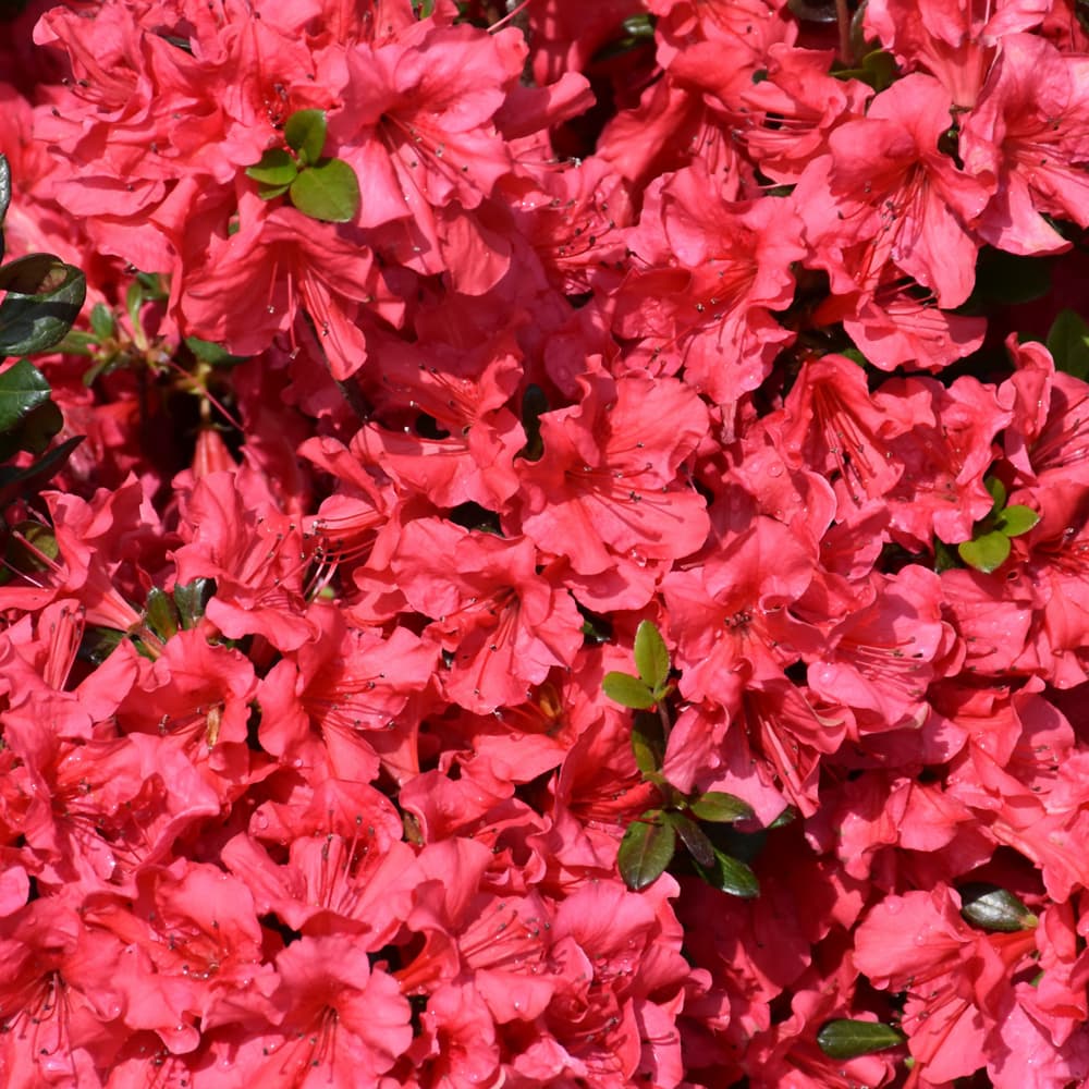 NetPS Plant Finder (www.netpsplantfinder.com)